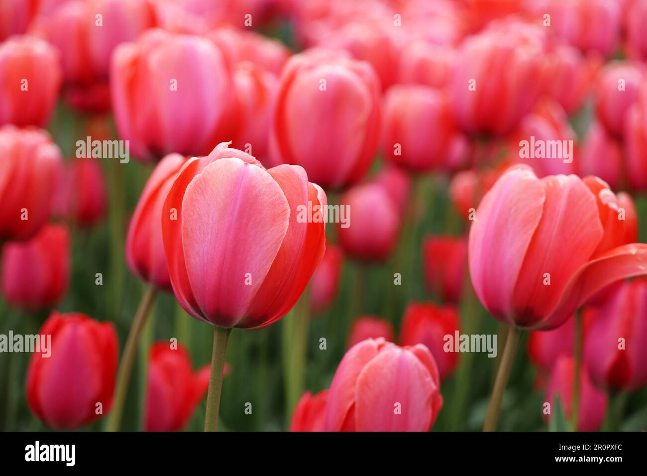 Rote Tulpenblüten, Frühlingshintergrund. Feld der blühenden Tulpen, selektiver Fokus Stockfoto