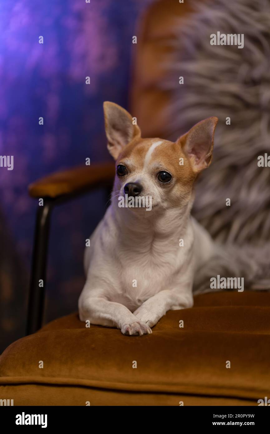 Der niedliche Chihuahua-Hund liegt auf einem bequemen Sessel in einem gemütlichen Zuhause und sieht entspannt und zufrieden aus Stockfoto