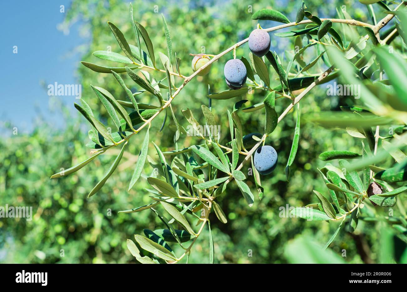 Olivenbaum mit reifen Früchten, Nahaufnahme, selektiver Fokus auf Oliven. Landwirtschaftliche Produkte, Olivenhaine Stockfoto