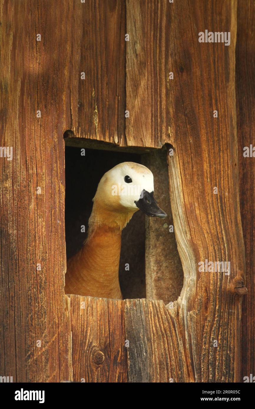 Ruddy Shelduk (Tadorna ferruginea) Weibliche, die aus der Brut-Box schaut, Nest-Box in einer Feldscheune, Allgaeu, Bayern, Deutschland Stockfoto