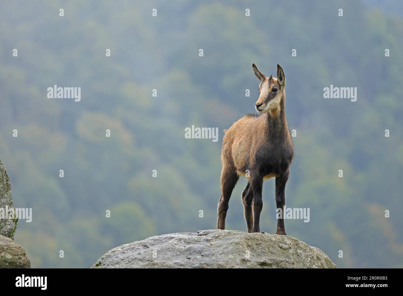 Chamois (Rupicapra rupicapra) auf Felsen, gefangen Stockfoto