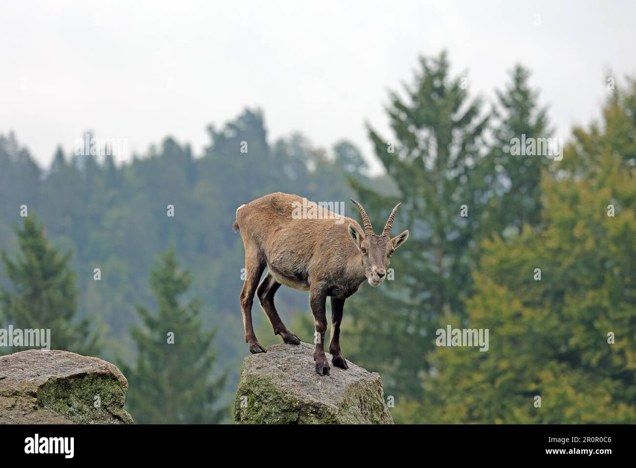 Chamois (Rupicapra rupicapra) auf Felsen, gefangen Stockfoto