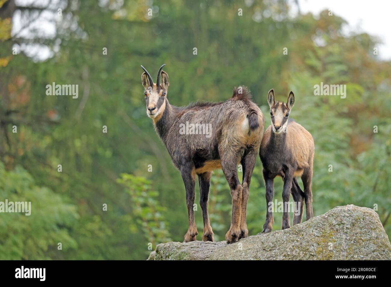 Chamois (Rupicapra rupicapra) auf Felsen, gefangen Stockfoto