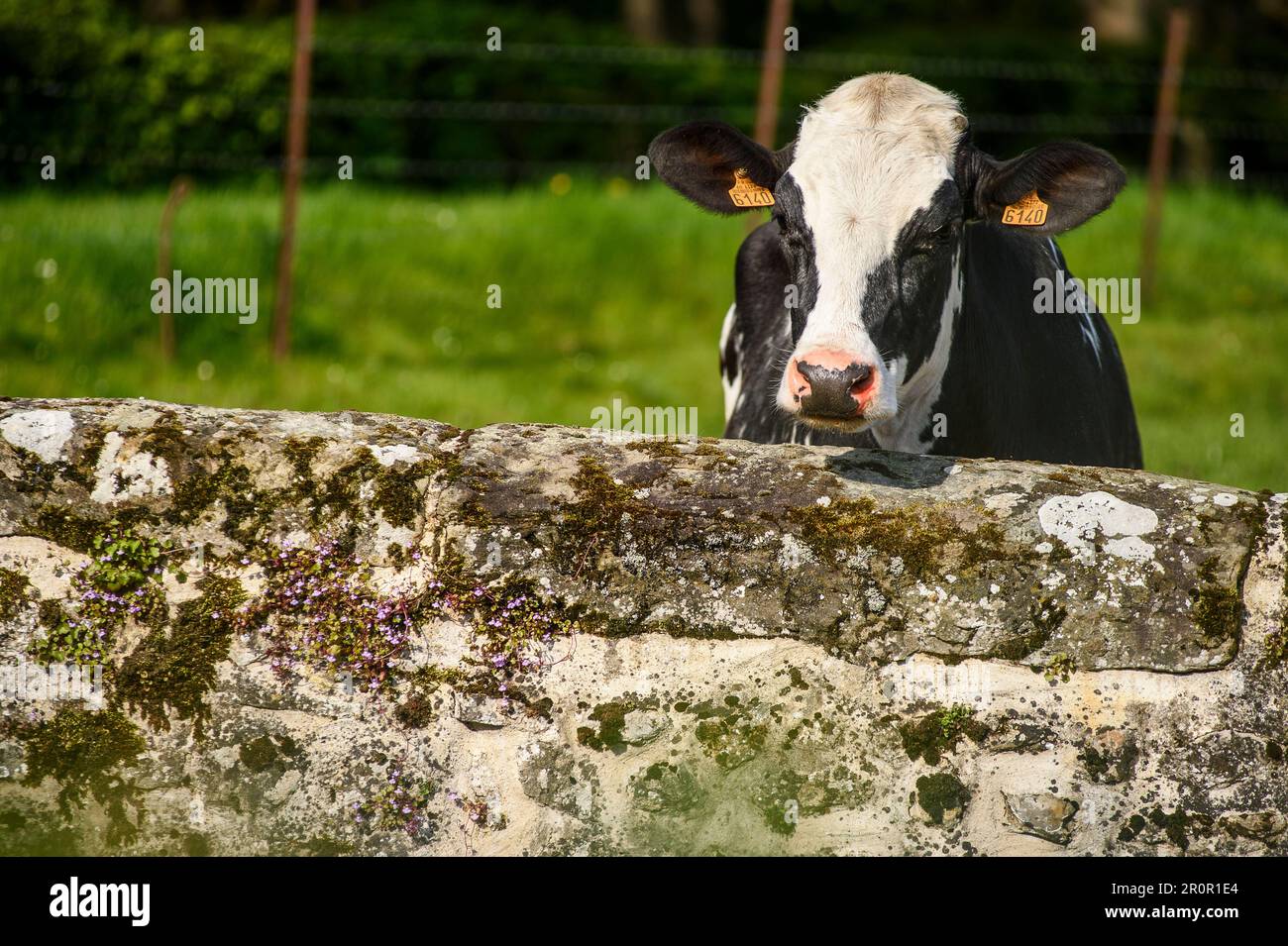 Kühe entlang einer Mauer aus Steinen auf ihrer Weide | Vaches en pature le Long d'un mur de Pierres Stockfoto