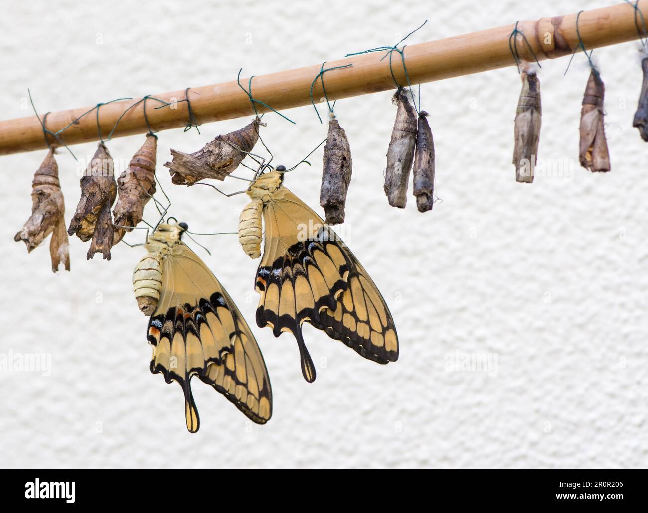 Schwalbenschwanz Schmetterlinge und ihre Kokons Stockfoto