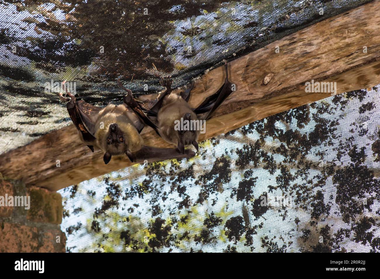 Madagaskar Flying Fox oder Madagaskar (Pteropus rufus) Fruchtfledermäuse, die in einer Scheune hängen, Madagaskar Stockfoto