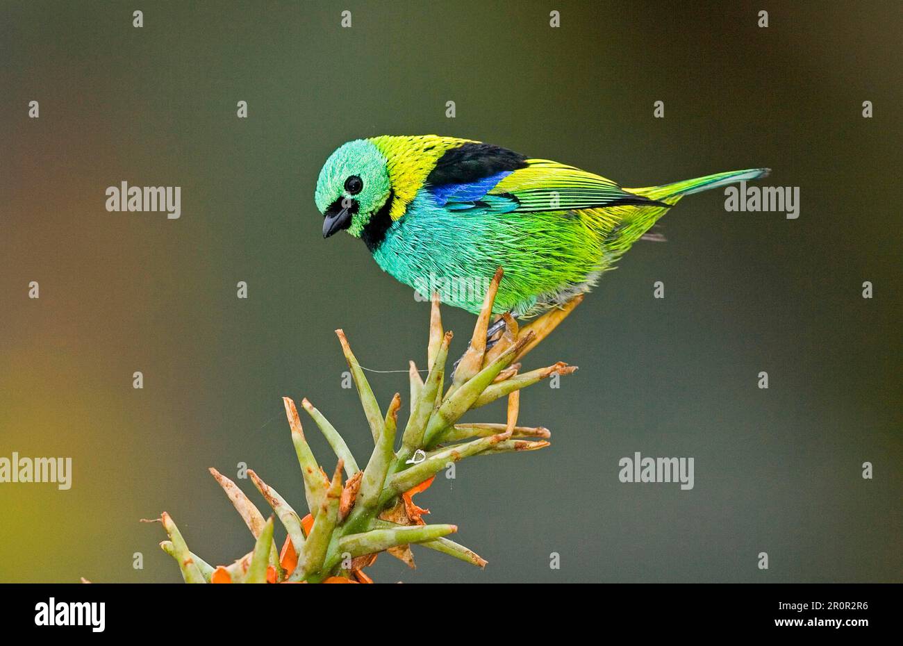 Grünkopftanager (Tangara seledon), Dreifarbtanager, Tanager, Singvögel, Tiere, Vögel, grüner Tanager Erwachsener, Brasilien Stockfoto