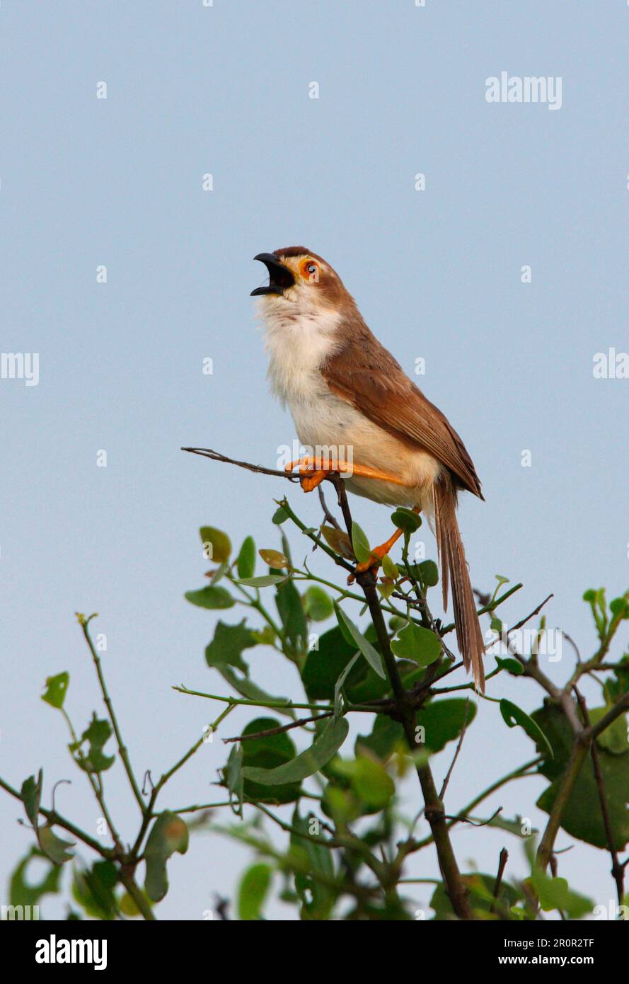 Gelbäugiger Babbler (Chrysomma sinense nasale), endemische Rasse, erwachsener Mann, singend, hoch oben im Busch, Sri Lanka Stockfoto