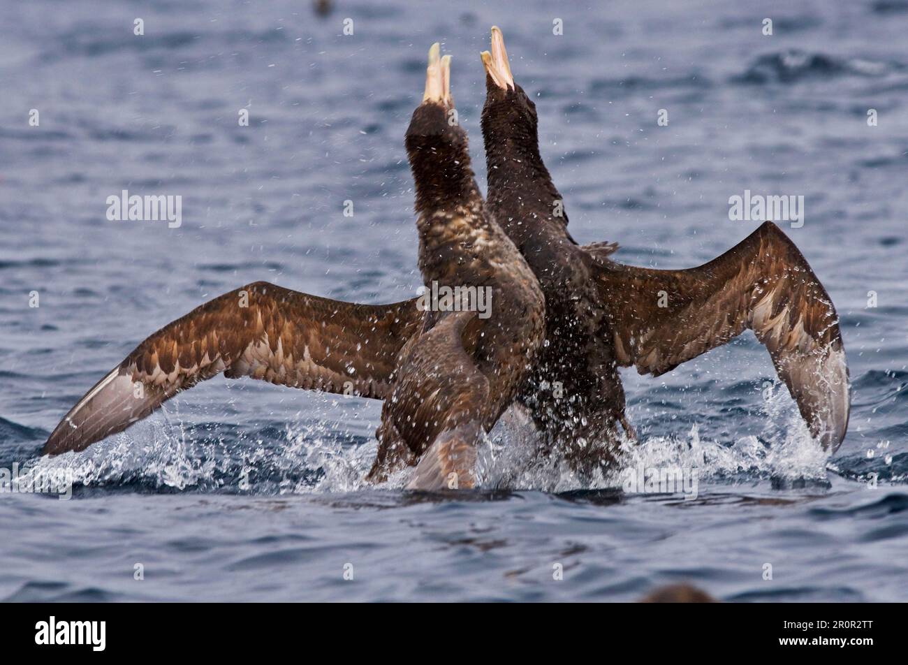 Hall's Petrel, Northern Giant Petrel, Northern Giant Petrels, Hall's Petrels, Tube-Nosed, Tiere, V Stockfoto