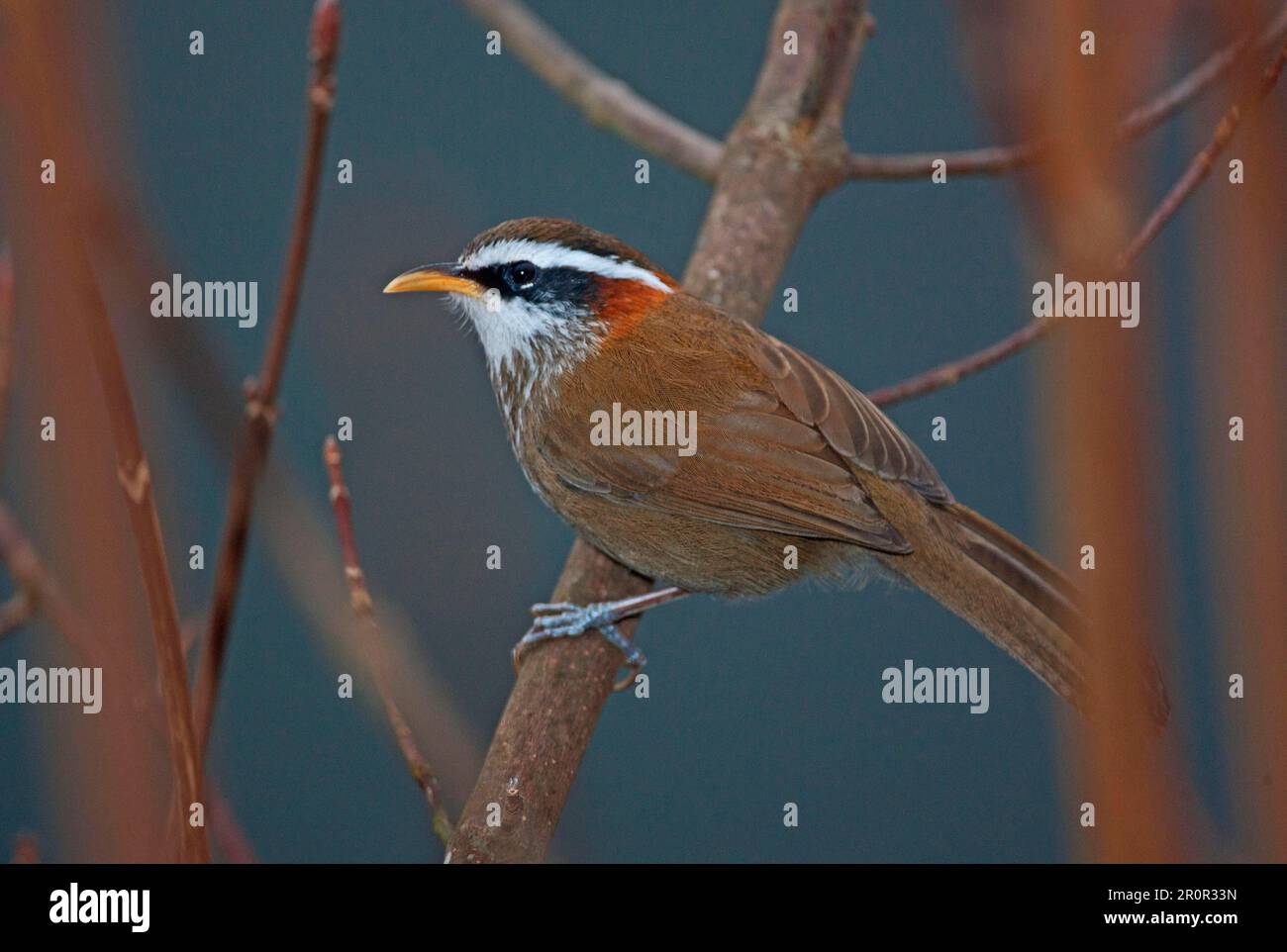 Avocet (Pomatorhinus ruficollis godwini), Erwachsener, sitzt auf einem Zweig, Eaglenest Wildlife Sanctuary, Arunachal Pradesh, Indien Stockfoto