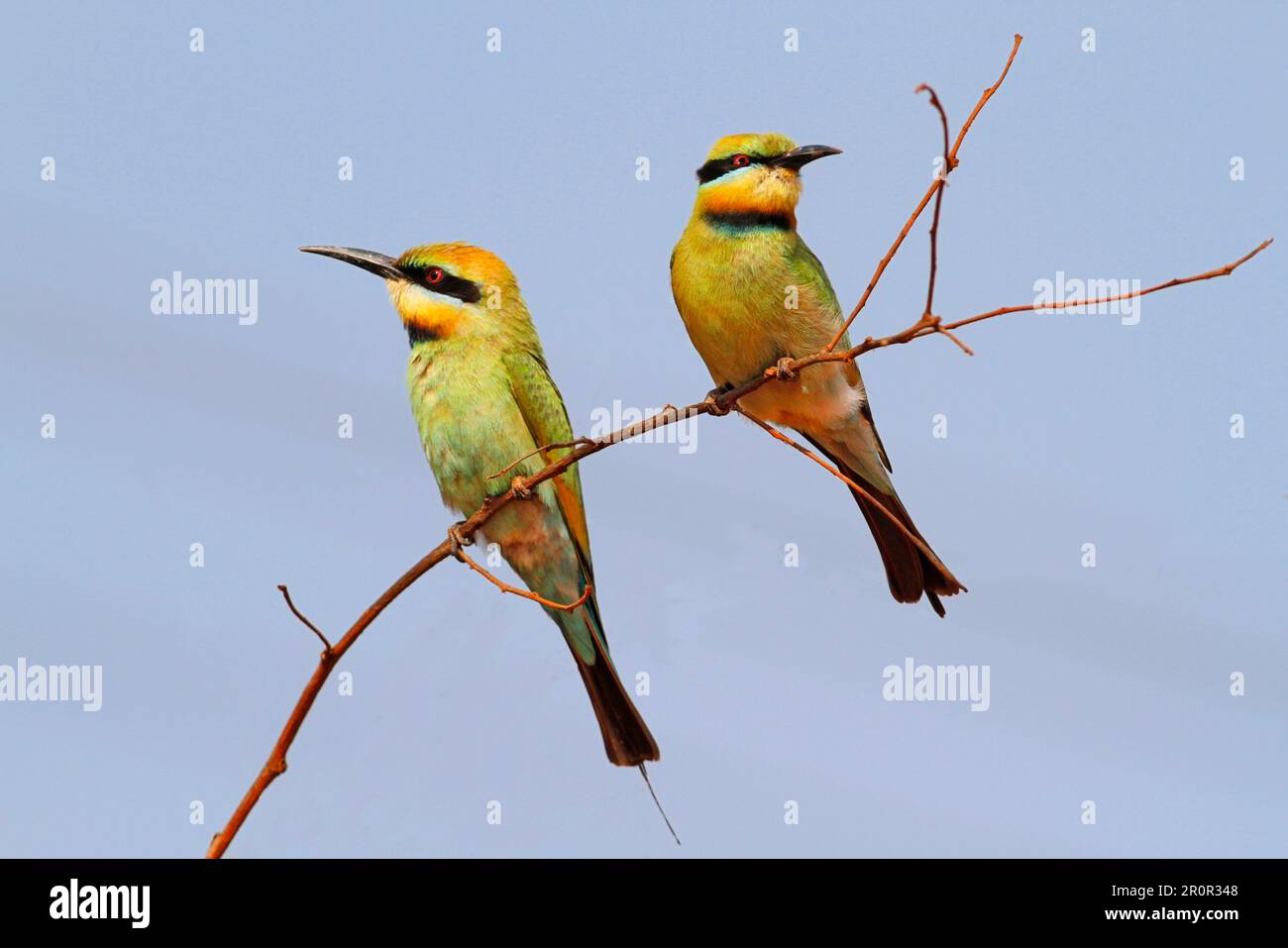 Rainbow Bee-Eater (Merops ornatus), Rainbow Bee-Eater, Jewelled Bee-Eater, Australian Bee-Eater, Rainbow Bee-Eater, Juwelenfresser, Australier Stockfoto