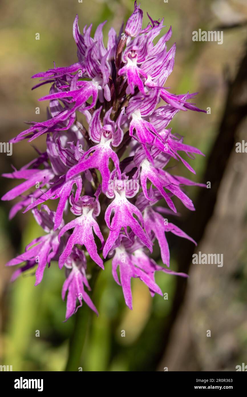 Orquídea silvestre en el campo, Orchis italica, la flor de los hombrecitos, Almaraz, Cáceres, España Stockfoto
