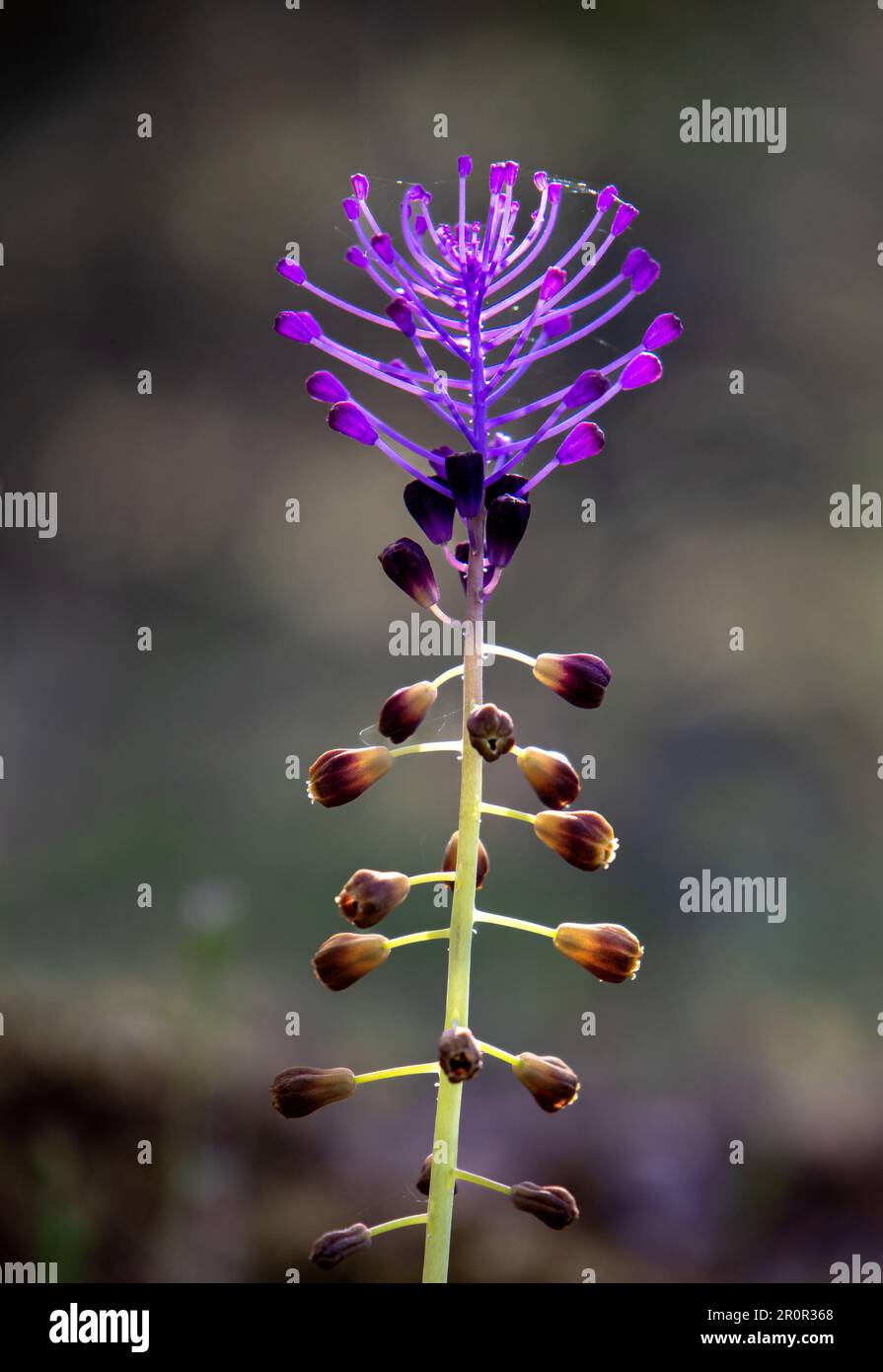 Leopoldia comosa, jacinto comoso o hierba del amor, hierba con llamativas flores moradas o azules, Almaraz, Cáceres, España Stockfoto
