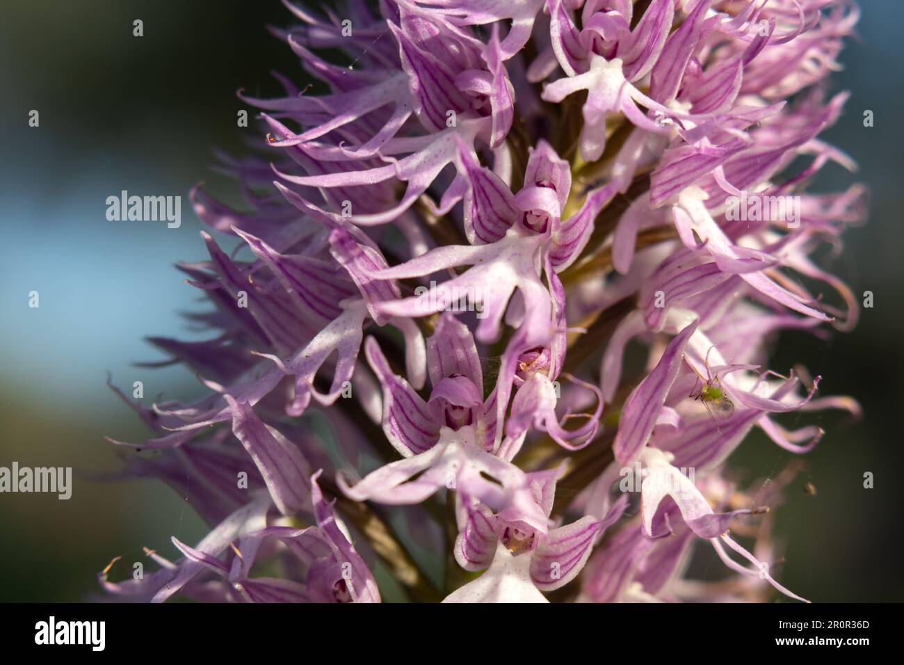Orquídea silvestre en el campo, Orchis italica, la flor de los hombrecitos, Almaraz, Cáceres, España Stockfoto