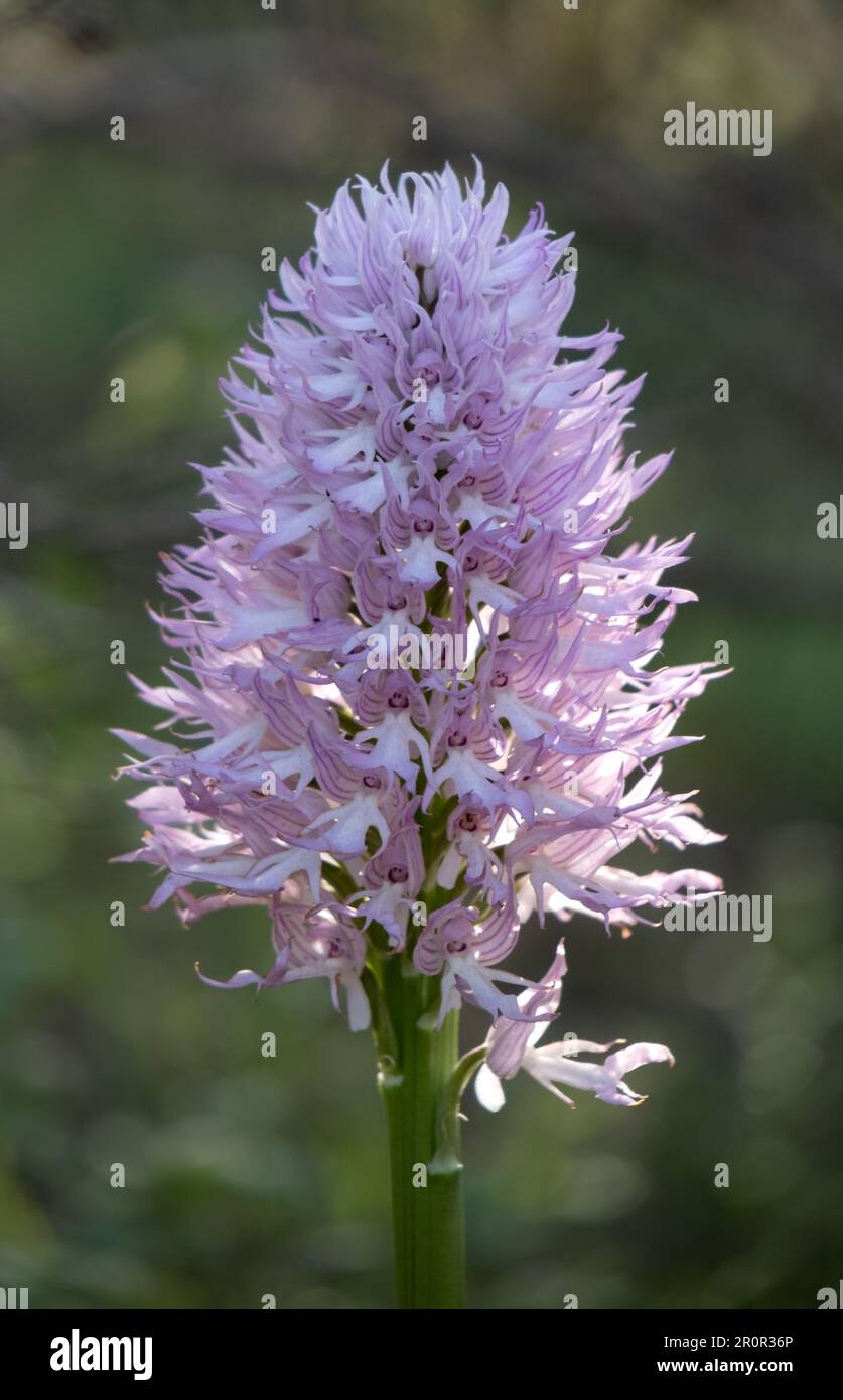 Orquídea silvestre en el campo, Orchis italica, la flor de los hombrecitos, Almaraz, Cáceres, España Stockfoto