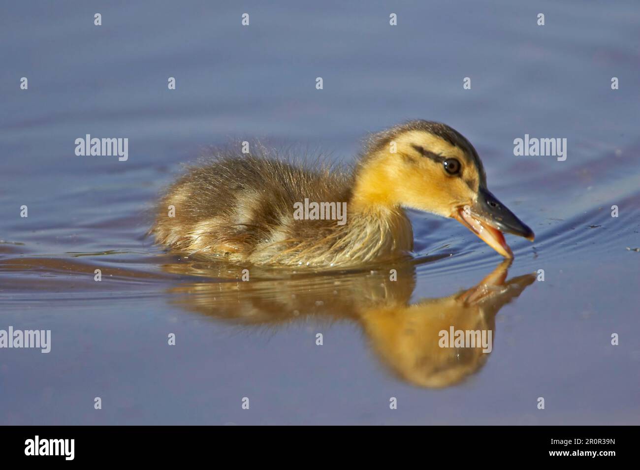 Stockenten (Anas platyrhynchos), Entenküken, Wasserfütterung, Warwickshire, England, Sommer Stockfoto