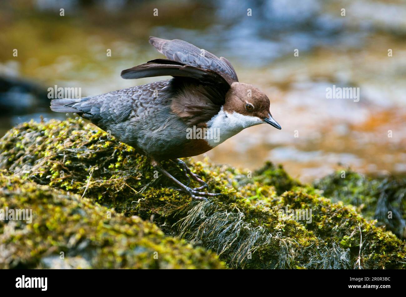 Weißkehlkopftaucher (Cinclus cinclus gularis), Erwachsener, ausgestreckte Flügel, auf moosbedecktem Felsen stehend, Fluss Marteg, Gilfach Farm Stockfoto