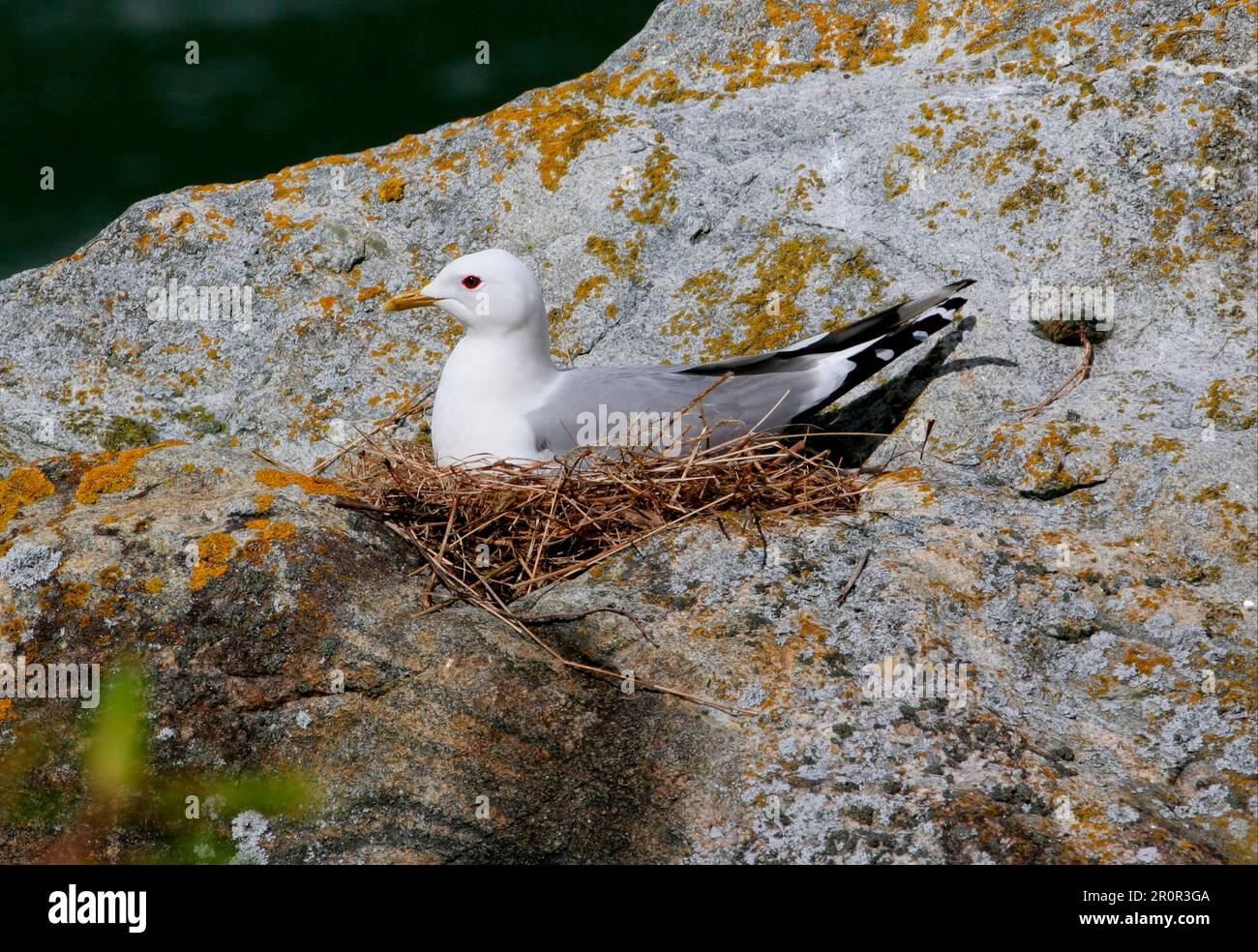 Möwe (Larus canus), Erwachsener, der auf dem Nest sitzt, Hardangerfjord, Norwegen Stockfoto