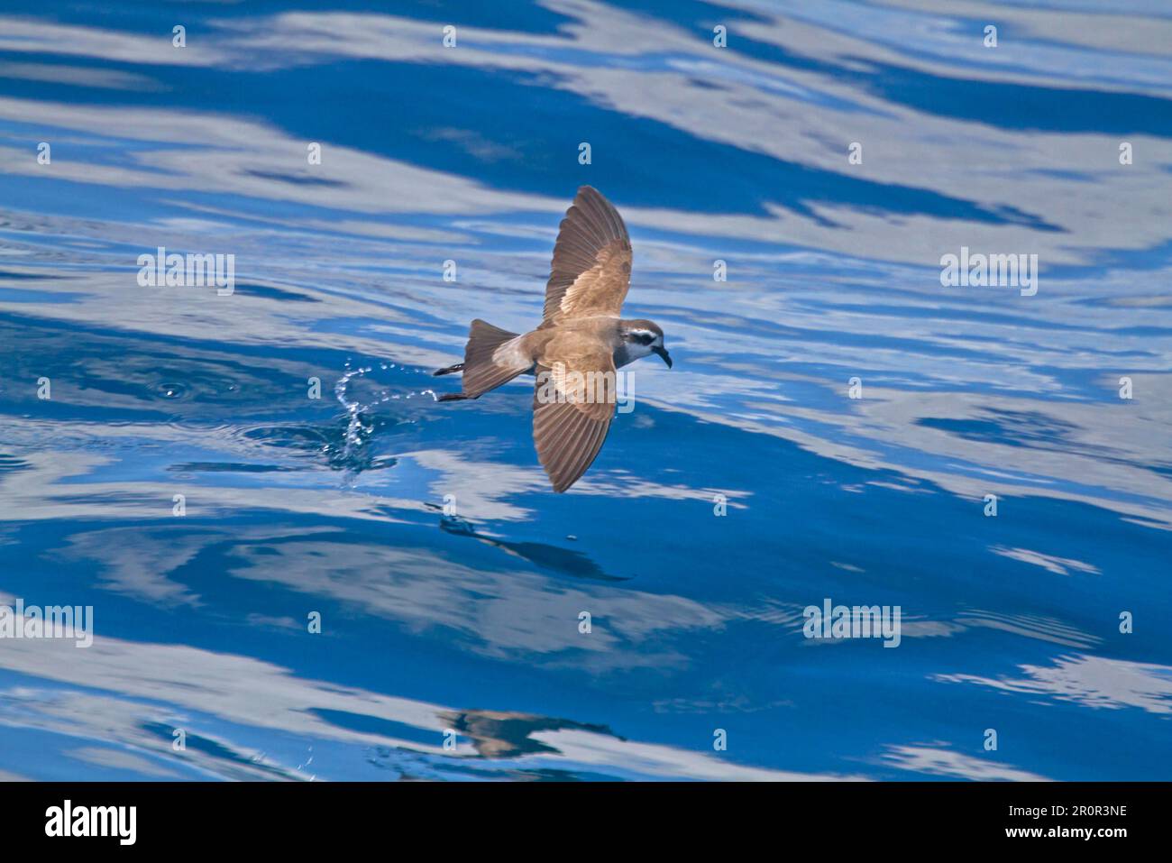 Weißkopfstürmchen (Pelagodroma Marina), Erwachsener, auf dem Flug über das Meer, Neuseeland Stockfoto