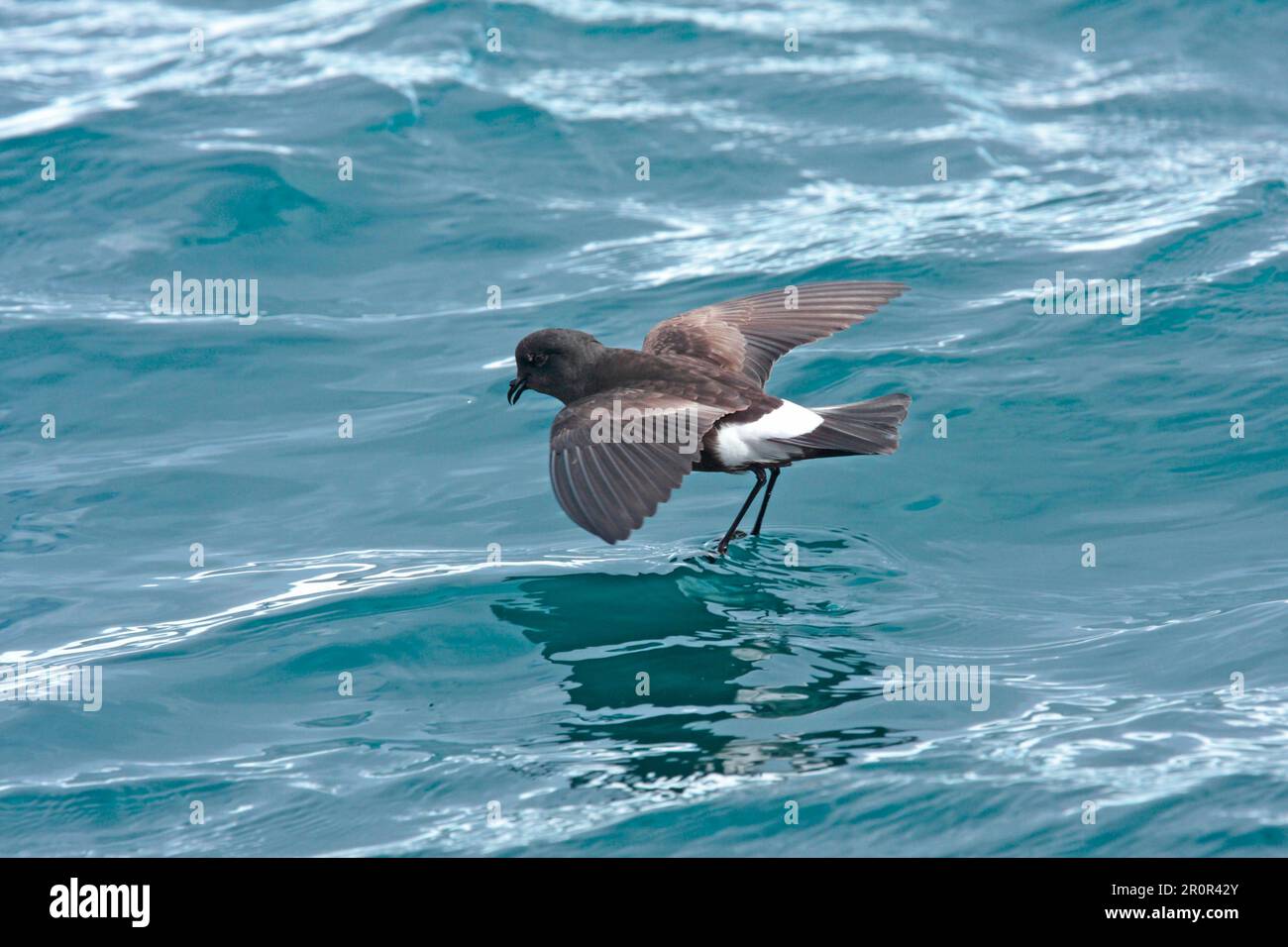 Wilsons Sturmfalke (Oceanites oceanicus exasperatus), Erwachsener, im Flug über das Meer, Almirante Brown, Antarktis-Halbinsel, Antarktis Stockfoto