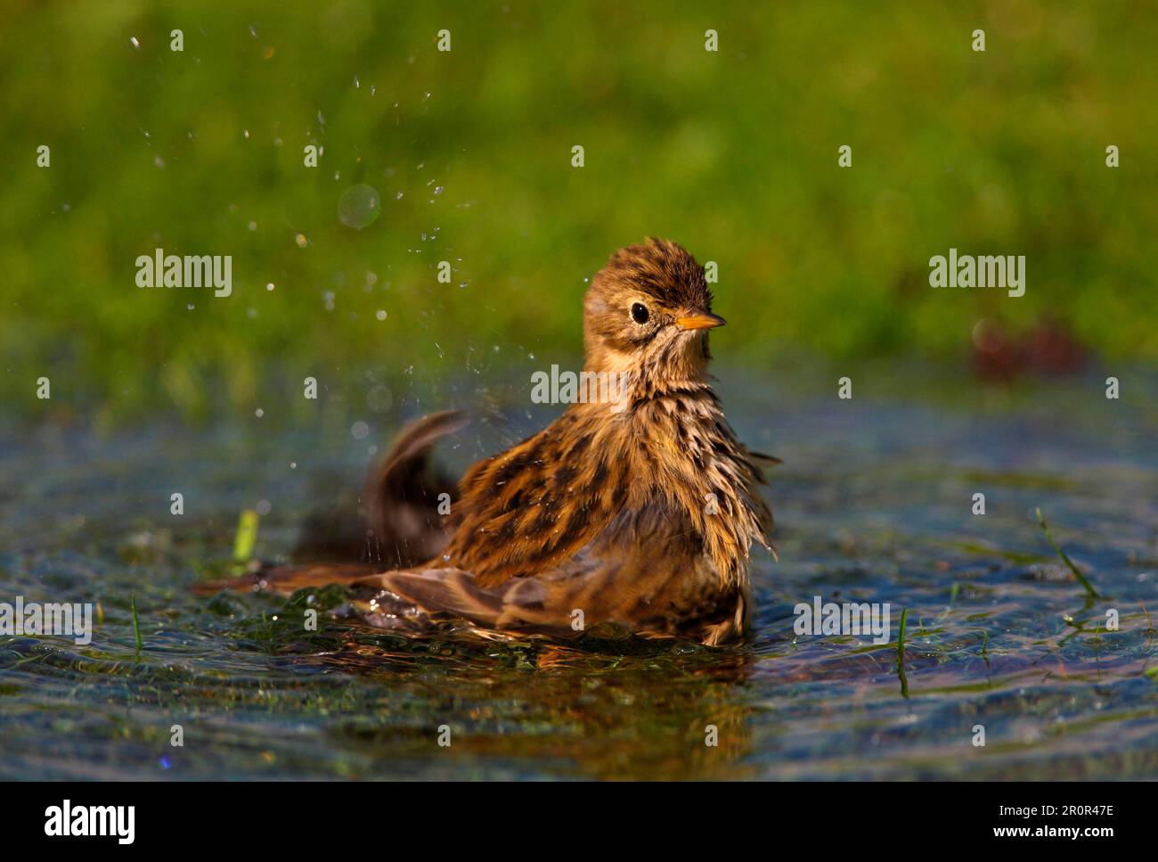 Raps (Anthus pratensis), Erwachsener, Baden in Pfütze, Norfolk, England, Vereinigtes Königreich Stockfoto