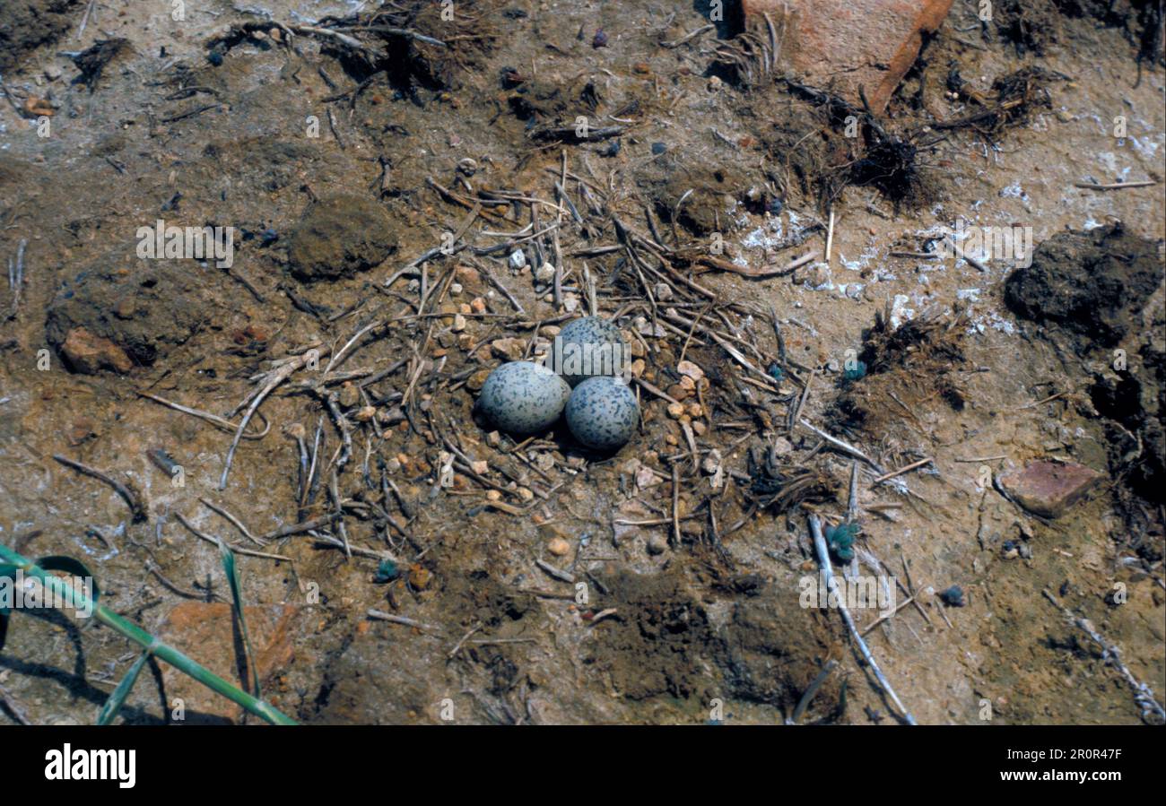 Kentish Plover (Charadrius alexandrinus), Tiere, Vögel, Waders, Kentish Kentish Plover drei Eier im Nest Stockfoto