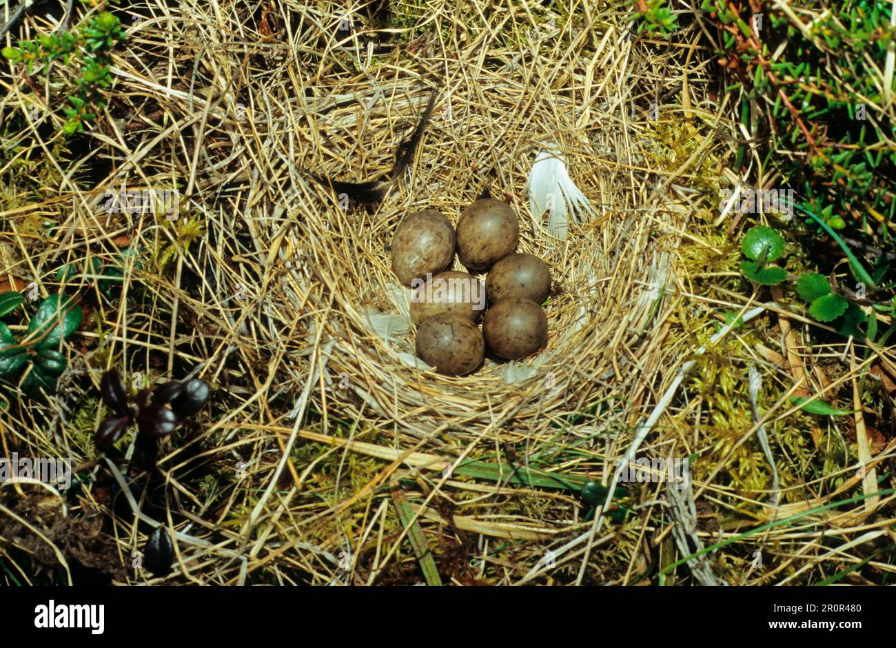 Rotkehlchen (Anthus cervinus), Singvögel, Tiere, Vögel, Rotkehlnest und Eier, Lappland Stockfoto