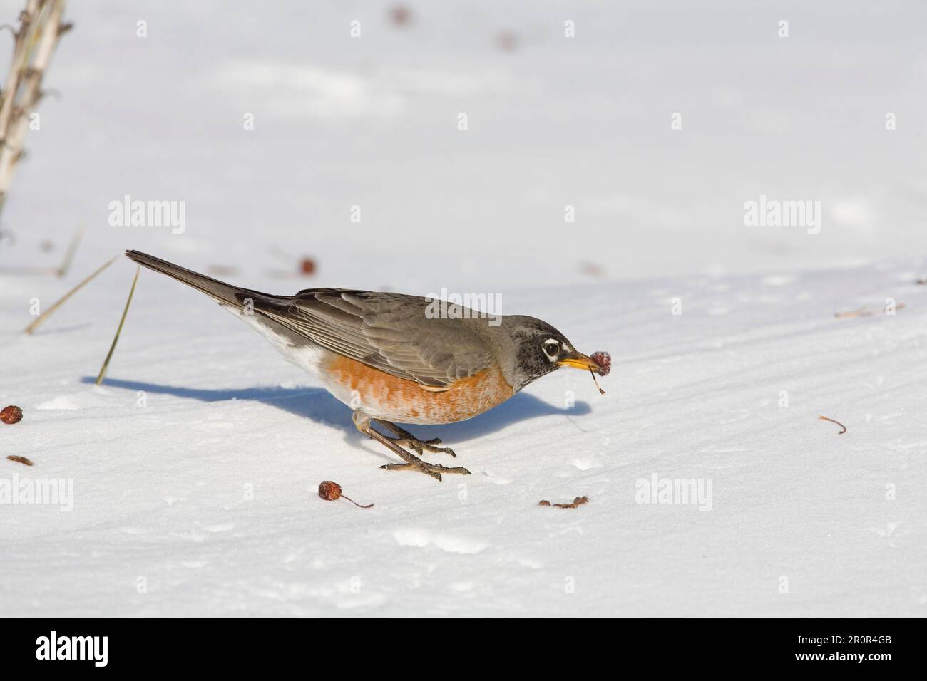 Amerikanischer Robin (Turdus migratorius), Erwachsener, Fütterung von Krabben-Apfelfrucht, in schneebedeckten Gärten, North Dakota (U.) S.A. Stockfoto