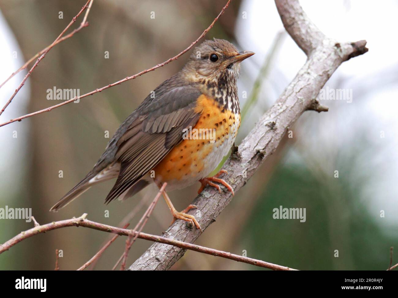 Gray-Back Thrush (Turdus hortulorum), Erwachsene Frau, Wintermigrant, hoch oben auf einem Ast, Hongkong, China Stockfoto