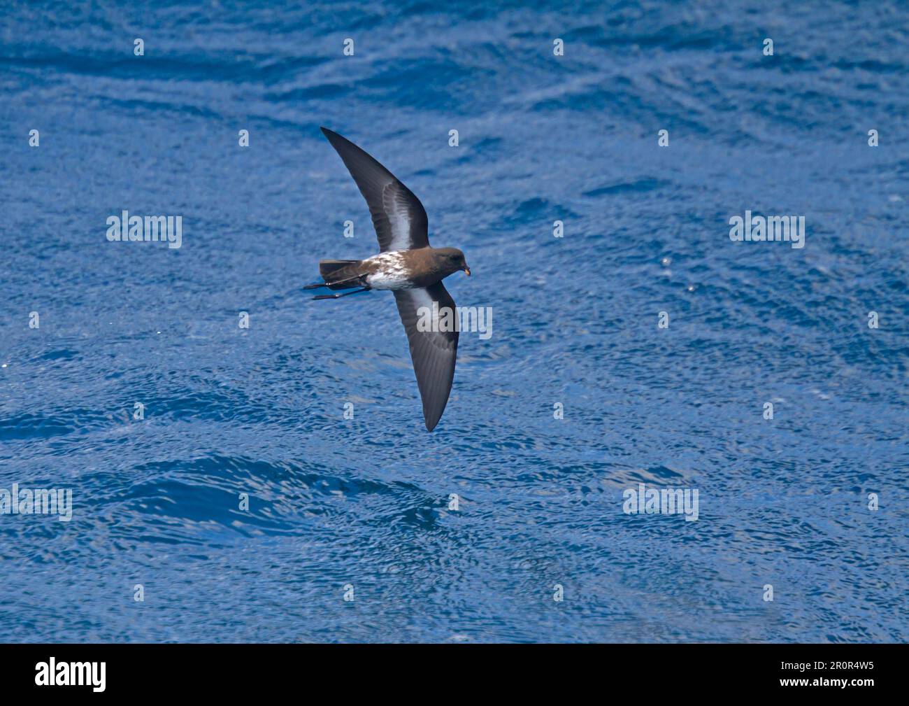 Neuseeland Sturm-Petrel (Oceanites maorianus), Erwachsener, im Flug über Meer, Neuseeland Stockfoto