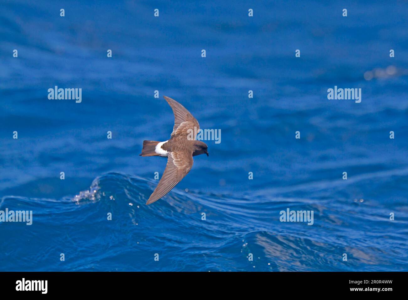 Neuseeland Sturm-Petrel (Oceanites maorianus), Erwachsener, im Flug über Meer, Neuseeland Stockfoto