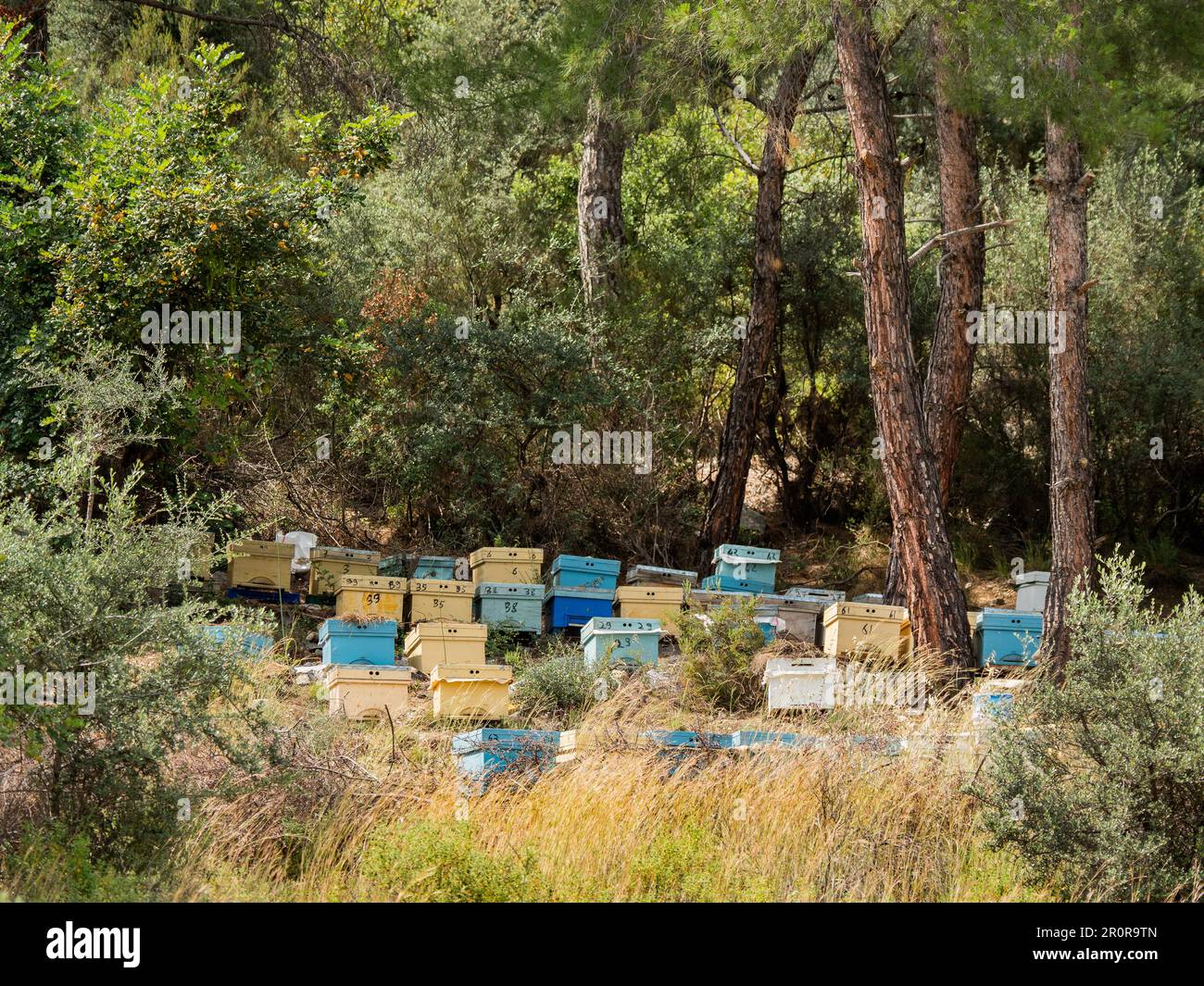 Bunte Bienenstöcke zwischen Kiefern und Sträuchern. Bienenzucht im Wald in der Türkei. Bienenzucht als Geschäft oder Hobby. Stockfoto