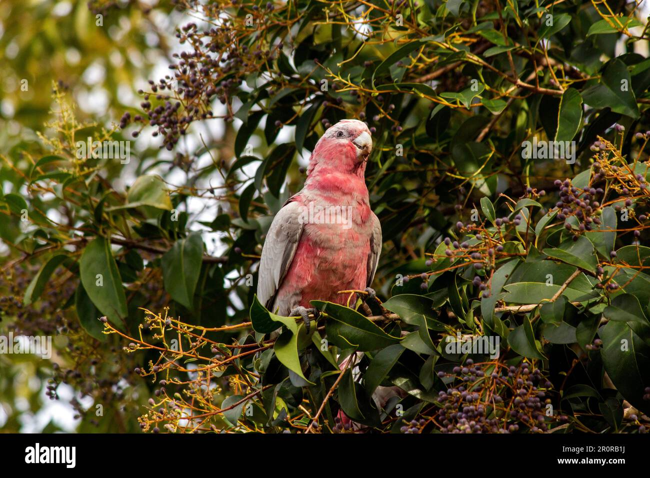 Sydney, New South Wales, Australien. 8. Mai 2023. Australische GALAH