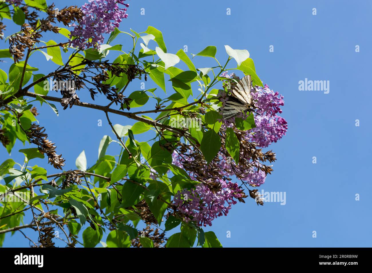 Ein Flieder-Ast und ein knapper Schwalbenschwanz-Schmetterling darauf an einem sonnigen Frühlingstag im Garten. Stockfoto