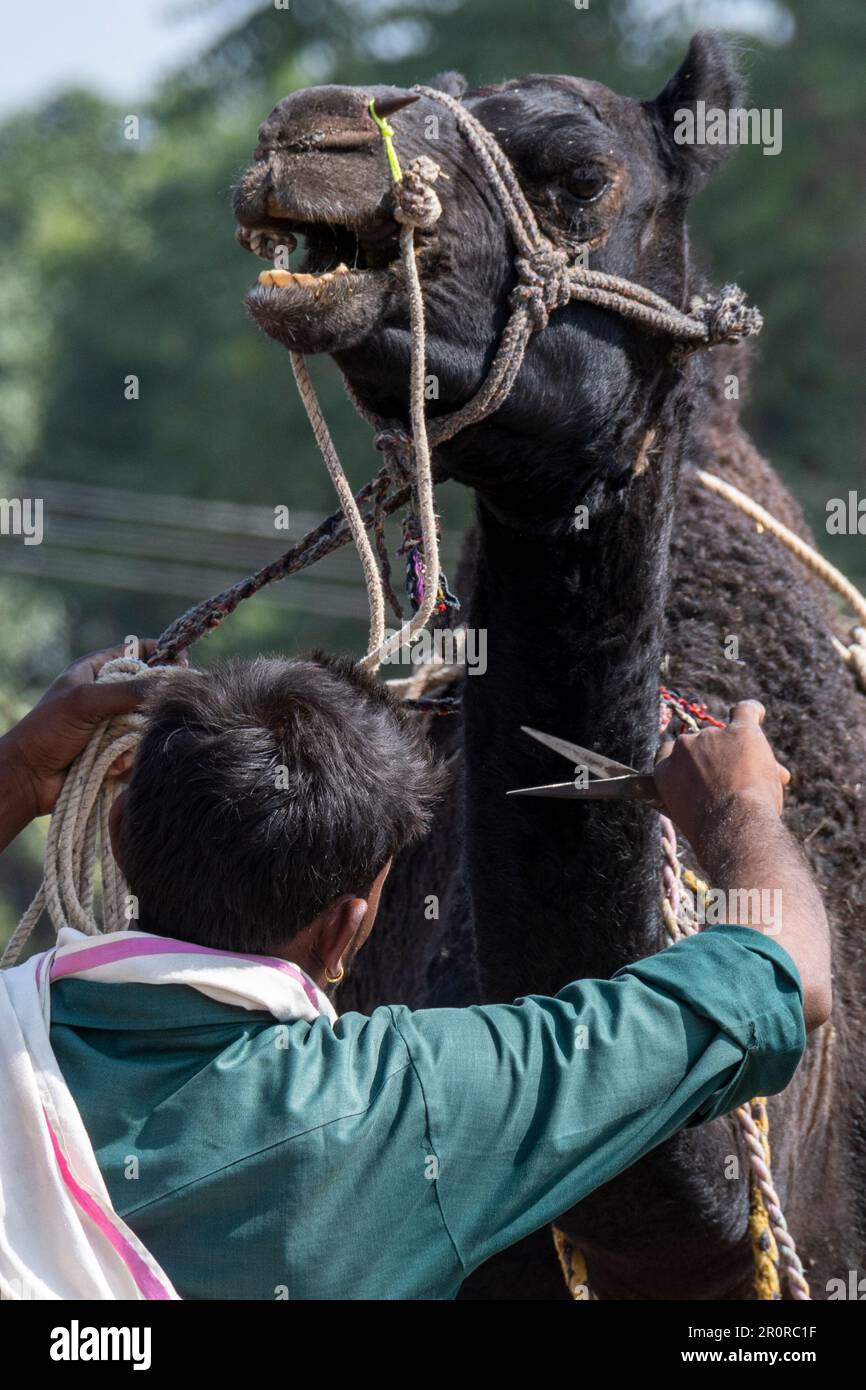 Ein Kamelbesitzer pflegt sein Kamel zum Verkauf auf der Pushkar Kamelmesse, Pushkar, Rajasthan, Indien Stockfoto