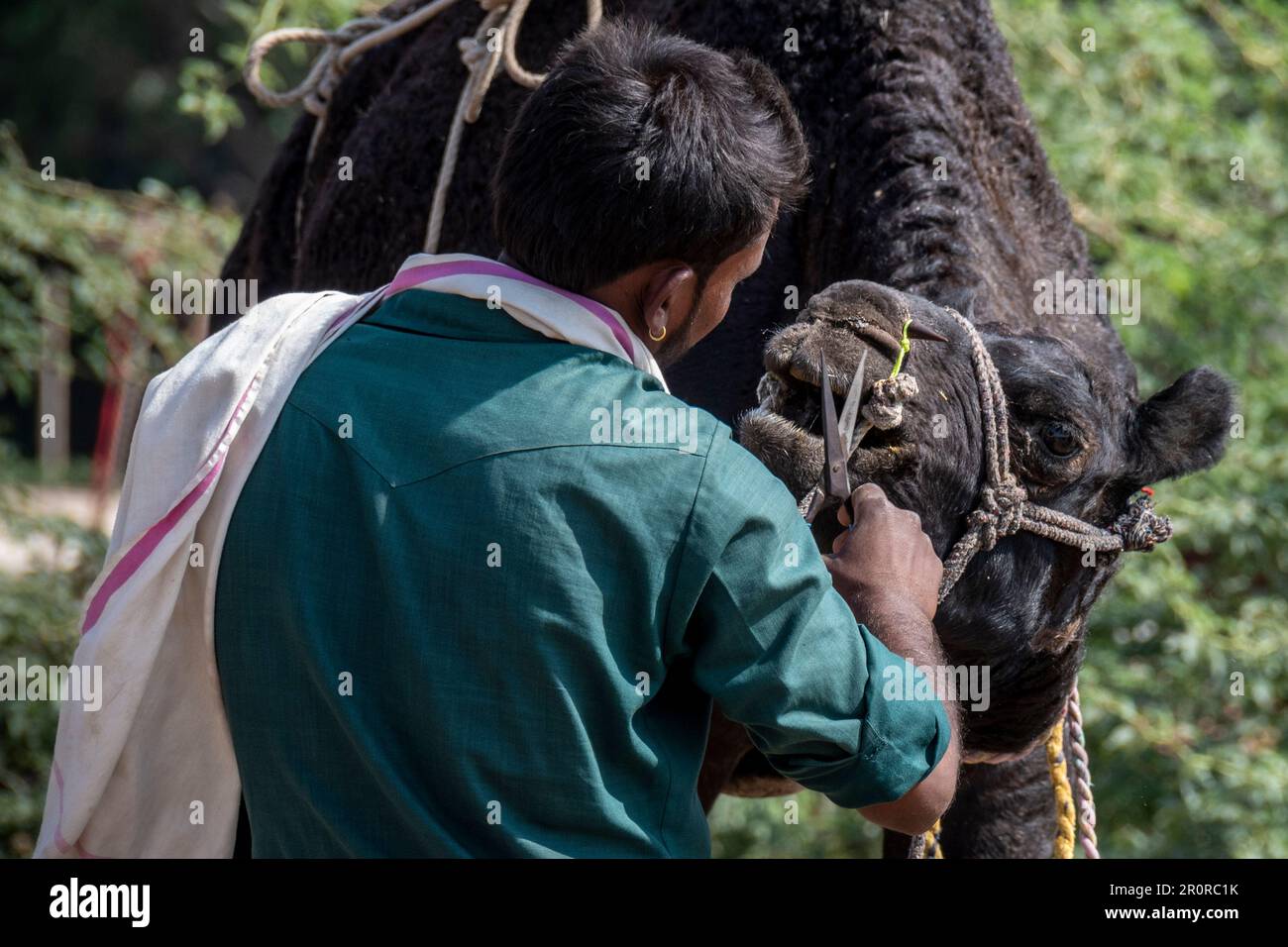Ein Kamelbesitzer pflegt sein Kamel zum Verkauf auf der Pushkar Kamelmesse, Pushkar, Rajasthan, Indien Stockfoto