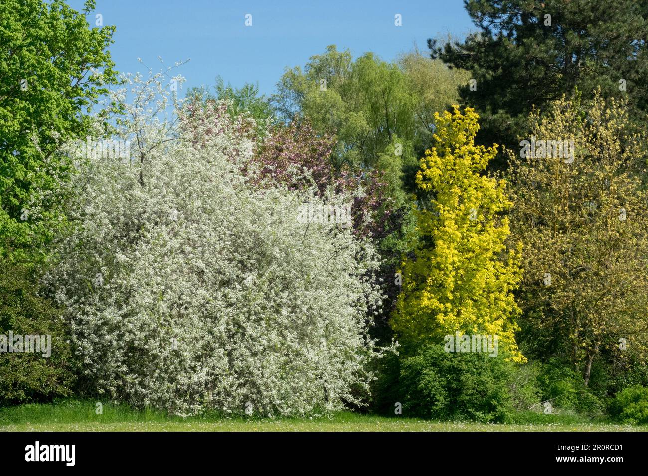 Frühling, Garten, Landschaft, Weiß, Gelb, Farbe, Ahorn, Acer negundo „Kellys Gold“, Kirschbaum-Boxelder Stockfoto