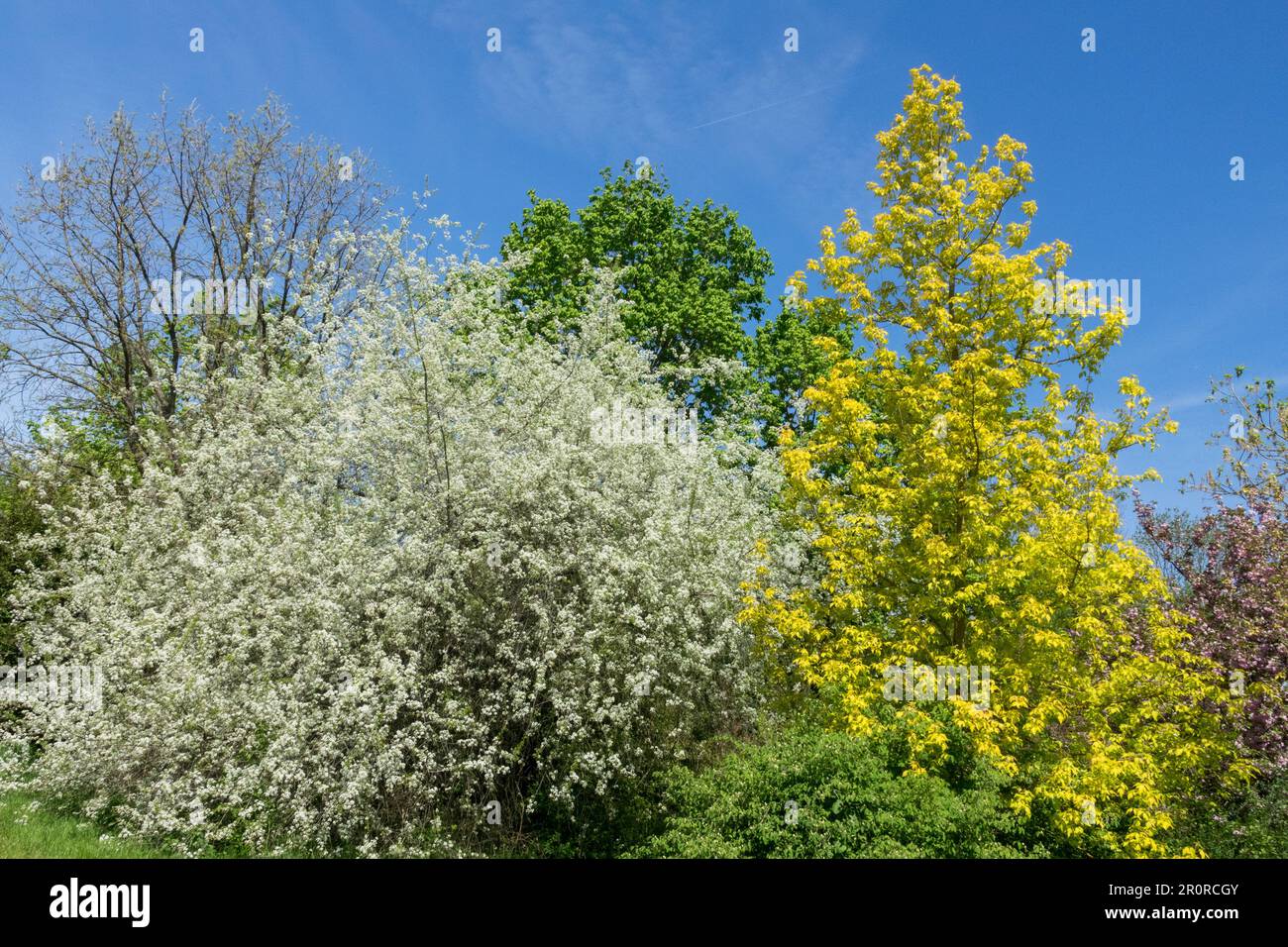 Frühling, Farbe, Garten, malerisch, Ahornholz, Kirschbaum, Laubbaum, Ahorn, Acer negundo „Kellys Gold“ Stockfoto