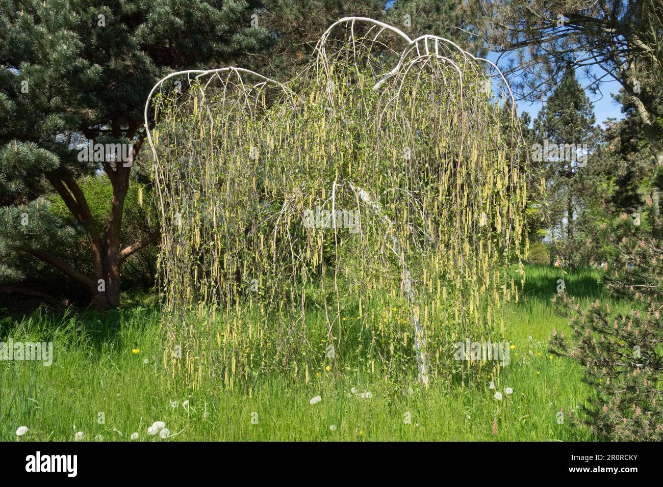 Betula utilis var. Jacquemontii, weinende Himalaya-Birke, Betula „Long Trunk“, weinende Himalaya-Birke, Frühling, Baum, Garten Stockfoto