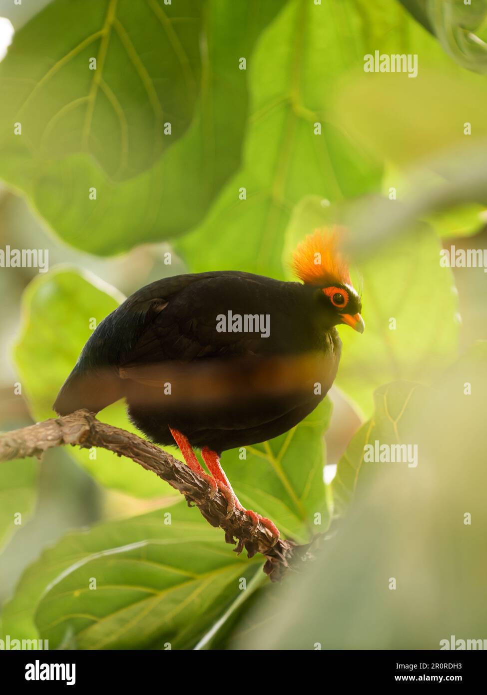 Porträt von Crested Rebhuhn oder Rollulus Rouloul in voller Länge. Vogel auch bekannt als Roul-Roul, Rotkronen-Rebhuhn, grüne Holzwachtel. Stockfoto