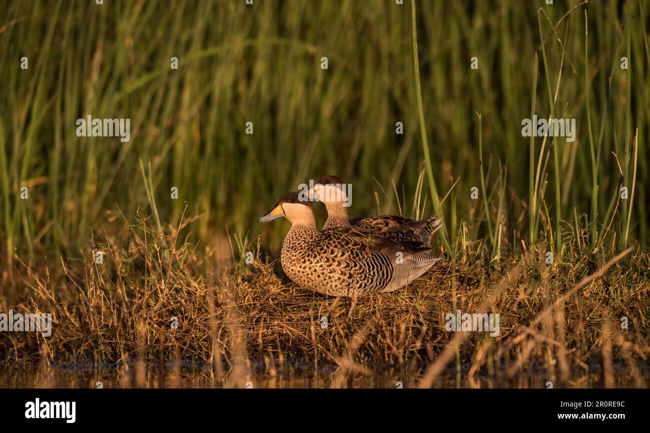 Silver Teal, Spatula Versicolor, La Pampa Province, Patagonia, Argentinien. Stockfoto