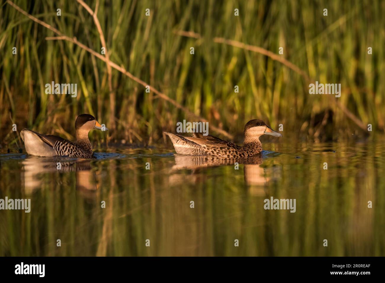 Silver Teal, Spatula Versicolor, La Pampa Province, Patagonia, Argentinien. Stockfoto