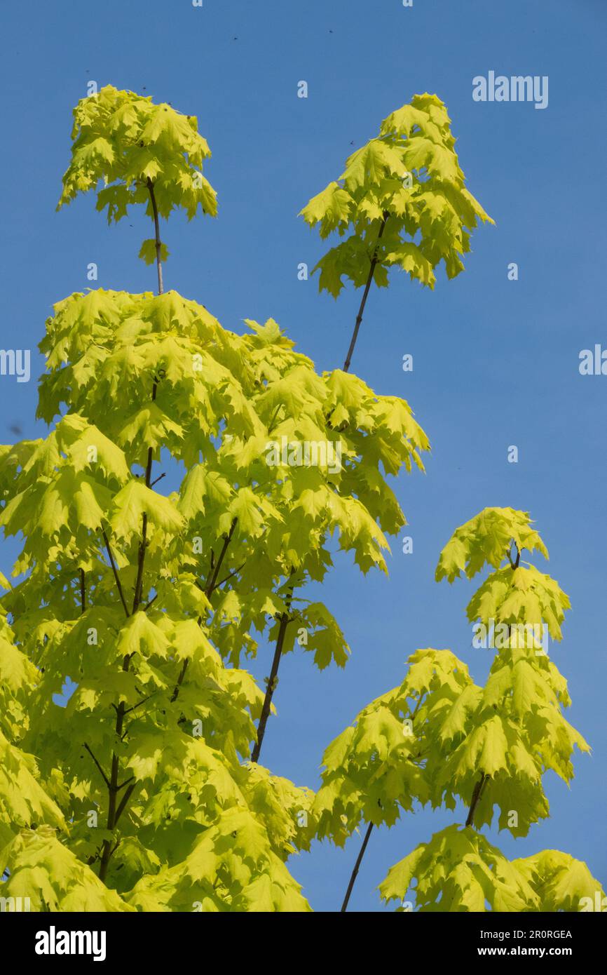Norwegen Ahorn, Blätter, Acer platanoides „Princeton Gold“, Kultivar, Gold, Laub, Ahorn, Frühling Stockfoto