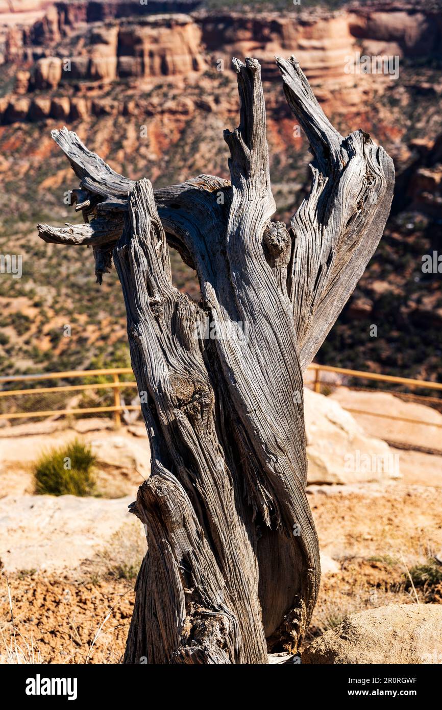 Verwitterter Pinon Pine Stamm; Coke Overlook; Monument Canyon; Colorado National Monument; Fruita; Colorado, USA Stockfoto