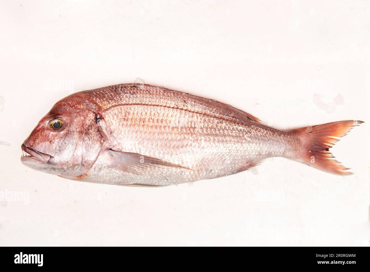 Der Schnapper ist ein halb-eingewanderter Salzwasserfisch. Es gehört der Familie der Sparidae. Morphologisch ähnelt es Gold, obwohl es ein mehr oder les hat Stockfoto