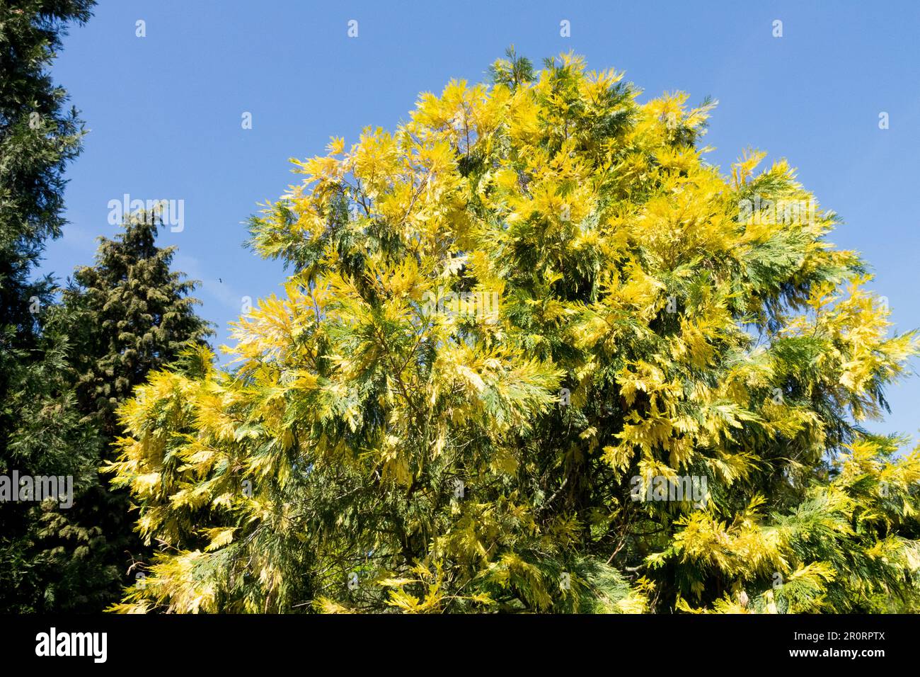Räucherzeder Calocedrus decurrens Aureovariegata, Golden, Baum Stockfoto