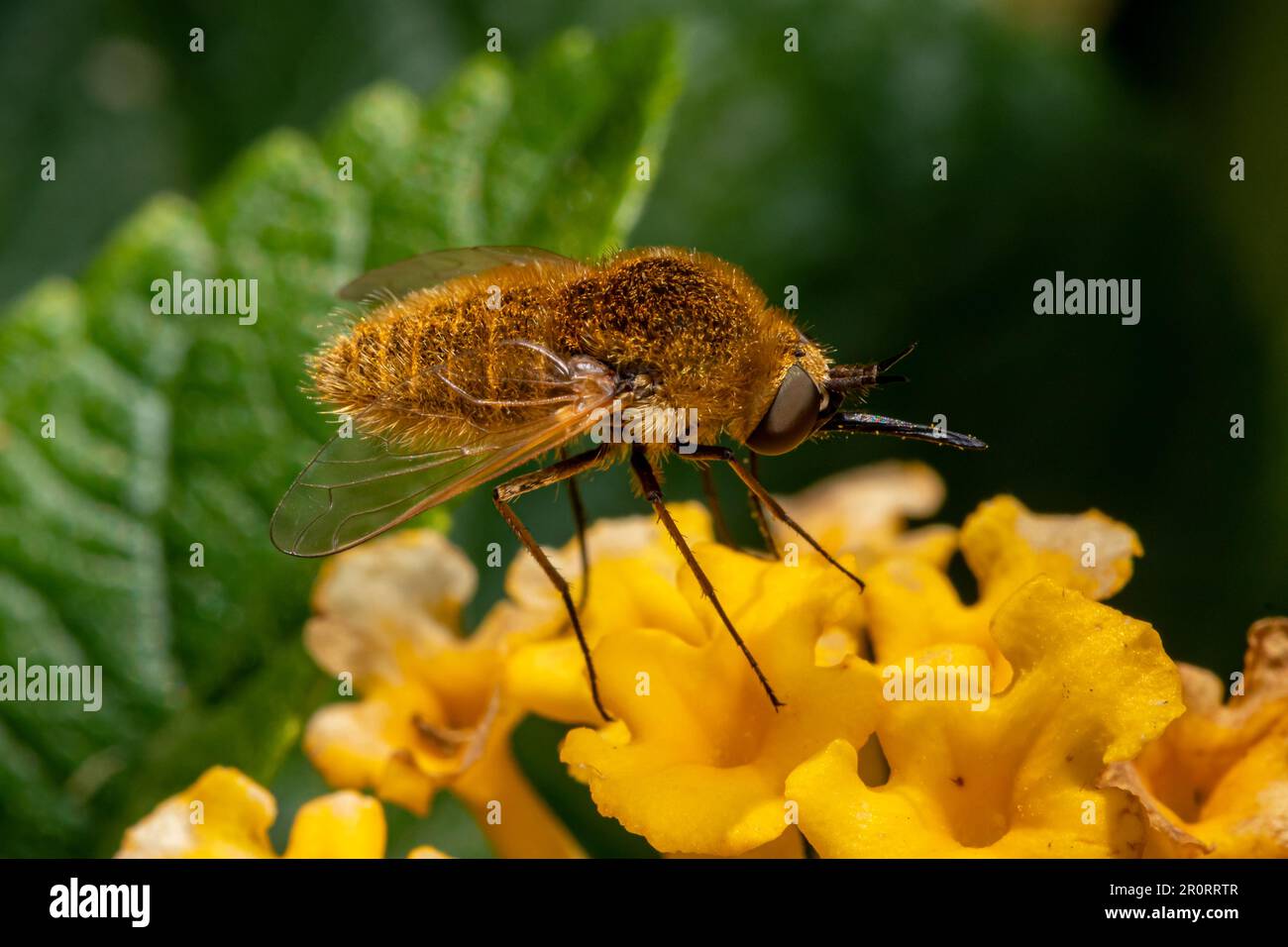 Die Wollbiene fliegt auf gelber Blume. Insekten- und Wildtierschutz, Lebensraumschutz und Blumengarten-Konzept im Garten. Stockfoto