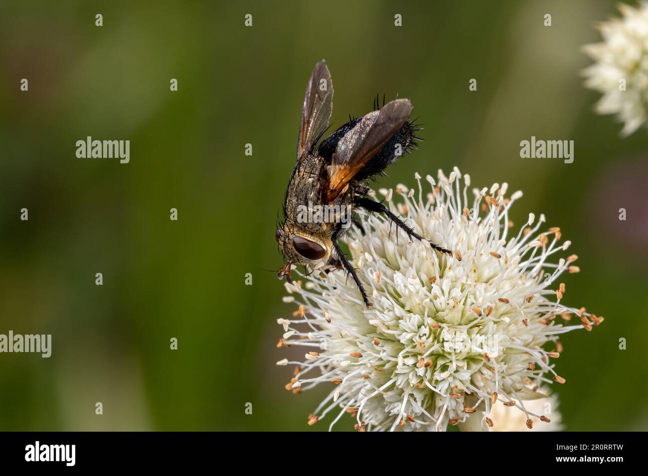 Tachinid Fly Archytas auf Klapperschlange Meister Wildblume. Konzept des Insekten- und Wildtierschutzes, der natürlichen Schädlingsbekämpfung und des Fleisches im Hinterhof Stockfoto