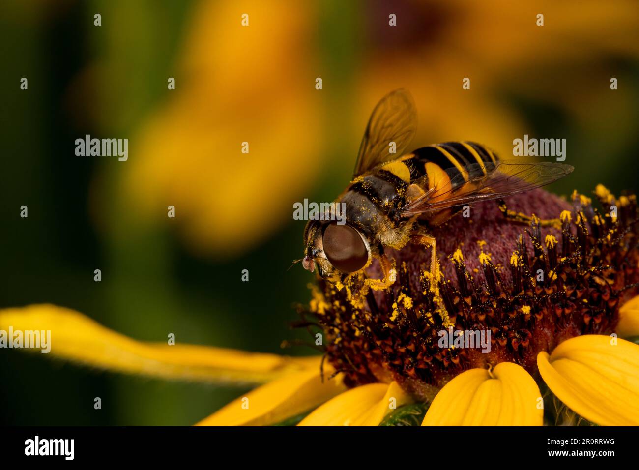 Die Drohne fliegt auf gelber Blume. Insekten- und Wildtierschutz, Lebensraumschutz und Blumengarten-Konzept im Garten. Stockfoto