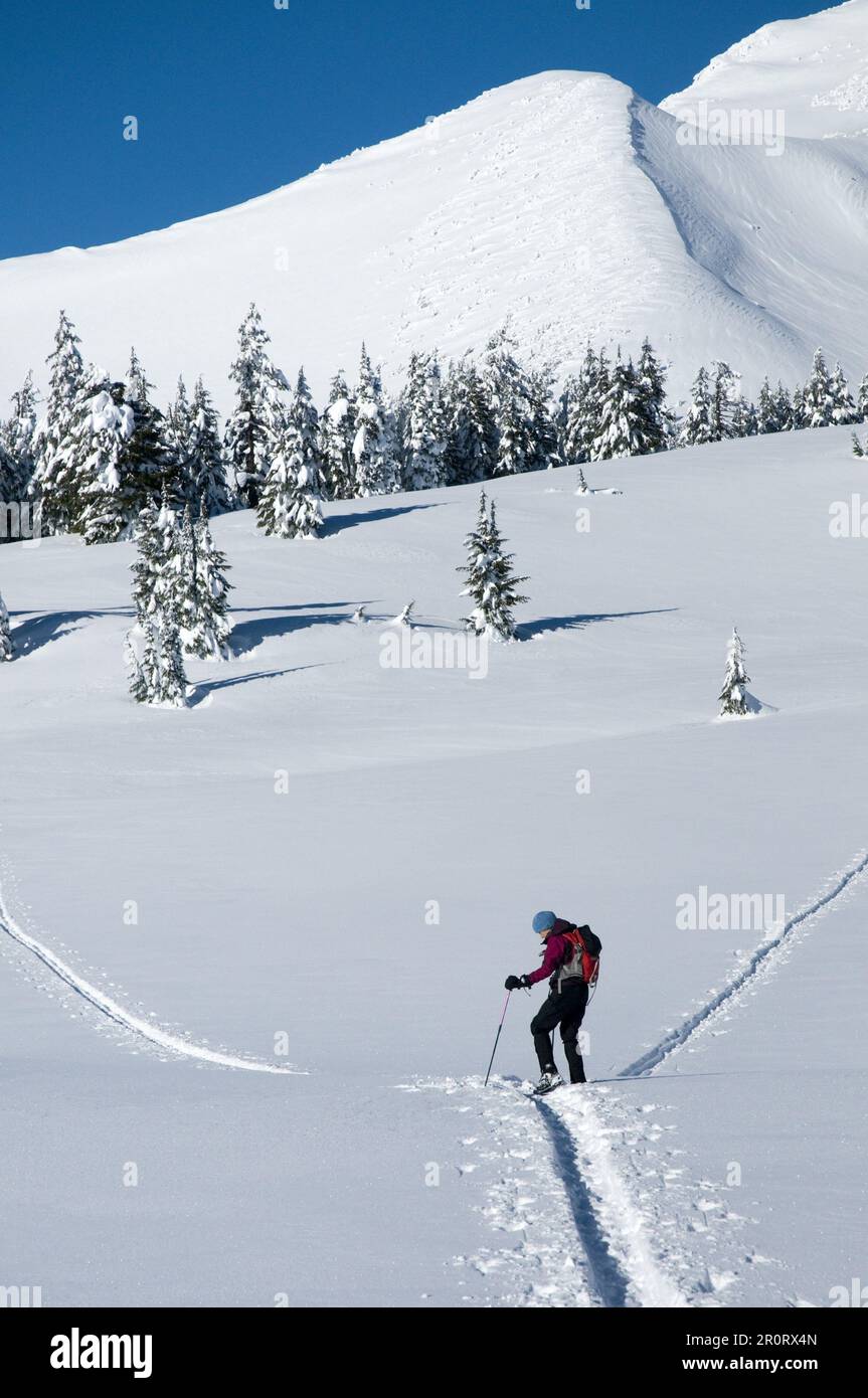 Eine Frau auf dem Lande, die unter Broken Top Mountain in Zentral-Oregon Ski fährt. Stockfoto